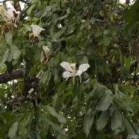 Baikiaea insignis Benth.